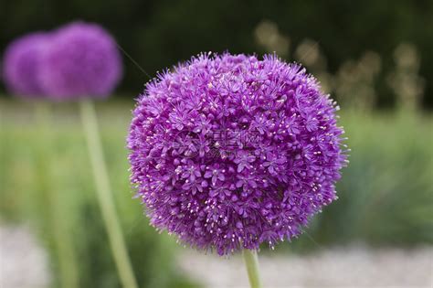 大蒜花|大蒜植物花